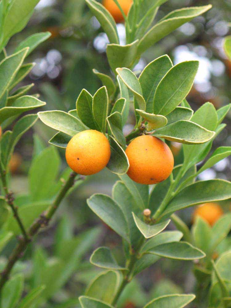            Fruit (Riverside, CA)   